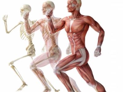 A medence csontok és ízületek betegségei. Keresztcsonttáji fájdalmak - Dr. ORMOS GÁBOR PhD