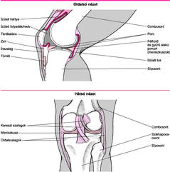 csont és ízületi betegségek nevei