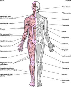 az izom csontrendszer és a kötőszövet betegségeinek felsorolása)