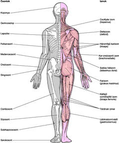 csontok és ízületek betegségei)