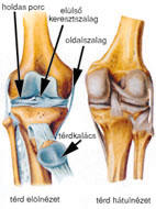 térd ízületi repedések kezelése ár
