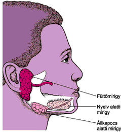 nyálmirigy szaga a szájból