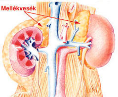 mellékvese tulmüködés
