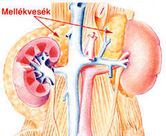 mellékvese kezelés a cukorbetegség)
