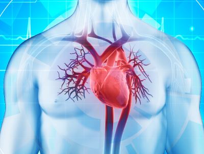 cikk a szív egészségéről kardio-szív egészségi értékelések