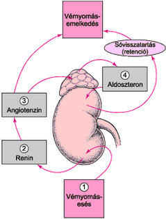 a vérnyomás szabályozása magas vérnyomás esetén)