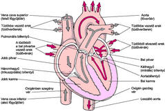 a szívbetegségek kezelése