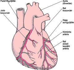 szív egészségügyi tünetek
