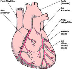 Szív- és érrendszeri betegségek