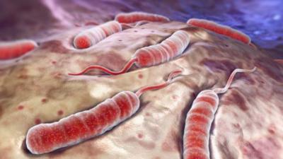 Kolera vibrio saprotrof vagy parazita, Mesterséges immunitás szérum passzív módon