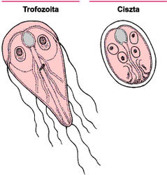 Giardiasis ahol élnek