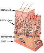 égő legfelső zsírréteg)