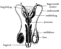 pénisz férfi szerv)