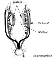 Makk (anatómia) – Wikipédia
