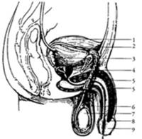 pénisz és funkciója erekciós részlet