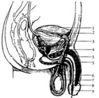 a férfi nemi szerv és annak felállítása)