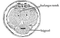 orvos a pénisz megnagyobbodásáról