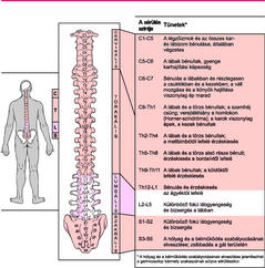 milyen kenőcsök a gerincvelő gerincvelő osteochondrozisához