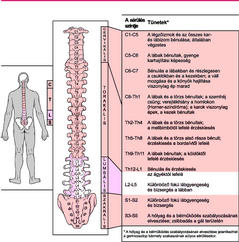 gerincvelő gerincvelő kezelése)