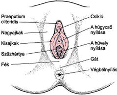 női nemi szervek felállítása)