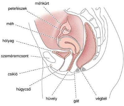 merevedéssel a nemi hüvely nem növekszik
