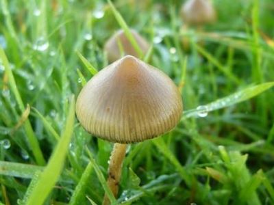 gombafajta a köröm és láb gomba alatt köröm a lábak