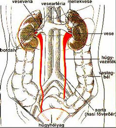népi kezelések prostatitis a szóda kezelése a prosztatitisből
