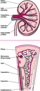 vesekárosodás kötőszöveti betegségekben