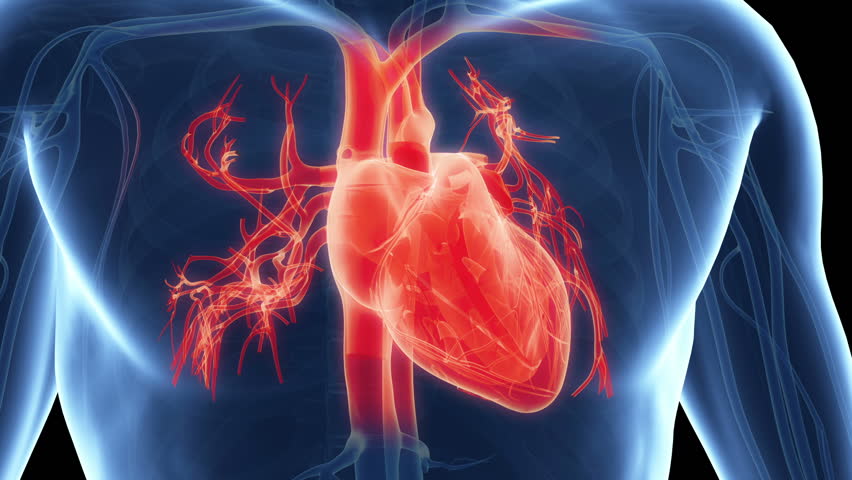 az orvosok választják a szív egészségét vér a fülekből magas vérnyomás esetén