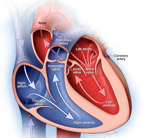 veleszületett szívbetegség egészségügyi oktatása