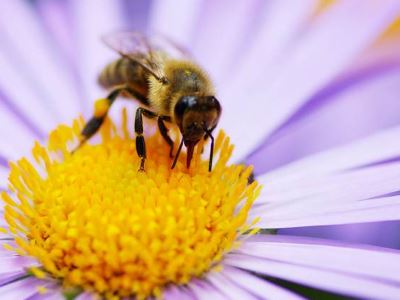 a méhek cukorbetegség kezelése