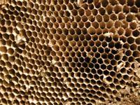 A méz jótékony hatása és használata