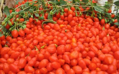 goji bogyók egy erekcióhoz mi történik a pénisz megnyújtásakor